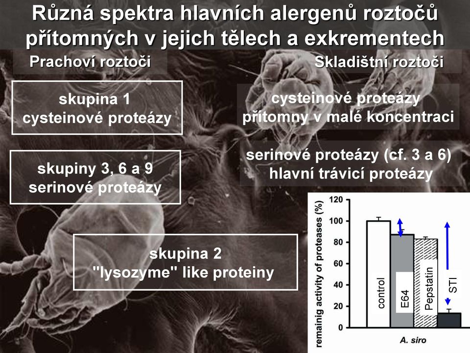 proteázy skupiny 3, 6 a 9 serinové proteázy cysteinové proteázy přítomny v malé