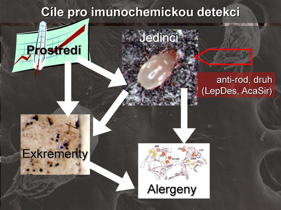 anti-rod, druh (LepDes,