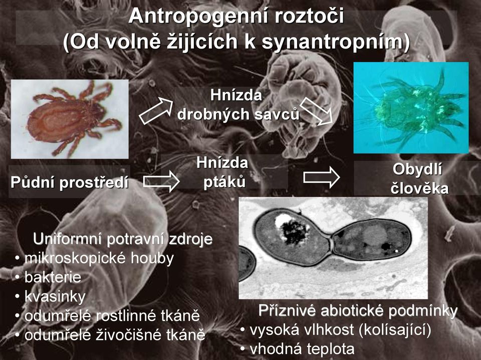 mikroskopické houby bakterie kvasinky odumřelé rostlinné tkáně odumřelé