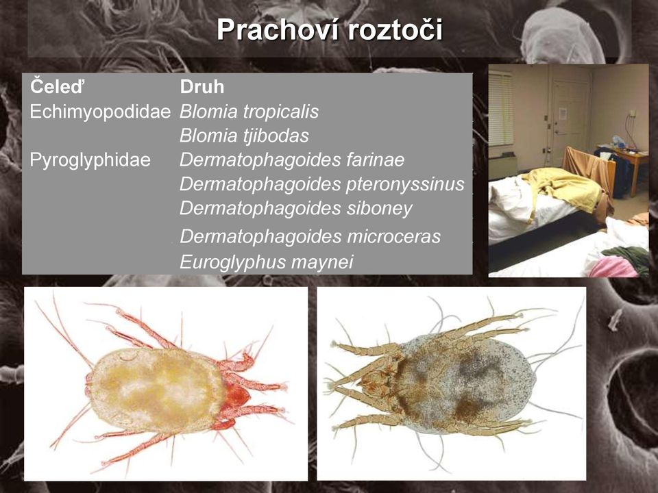 Dermatophagoides farinae Dermatophagoides