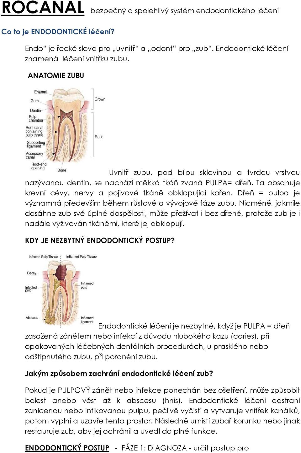 Dřeň = pulpa je významná především během růstové a vývojové fáze zubu.