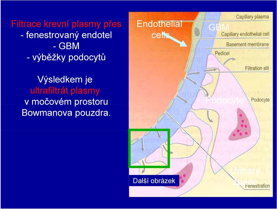 plasmy v močovém prostoru Bowmanova pouzdra.