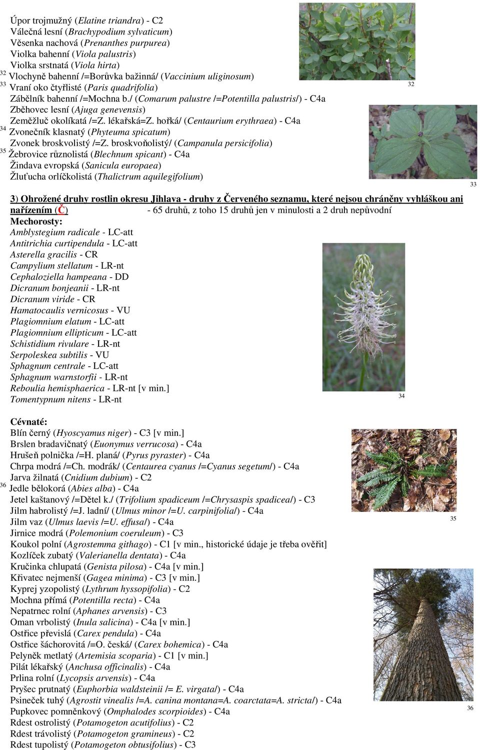 / (Comarum palustre /=Potentilla palustris/) - C4a Zběhovec lesní (Ajuga genevensis) Zeměžluč okolíkatá /=Z. lékařská=z.