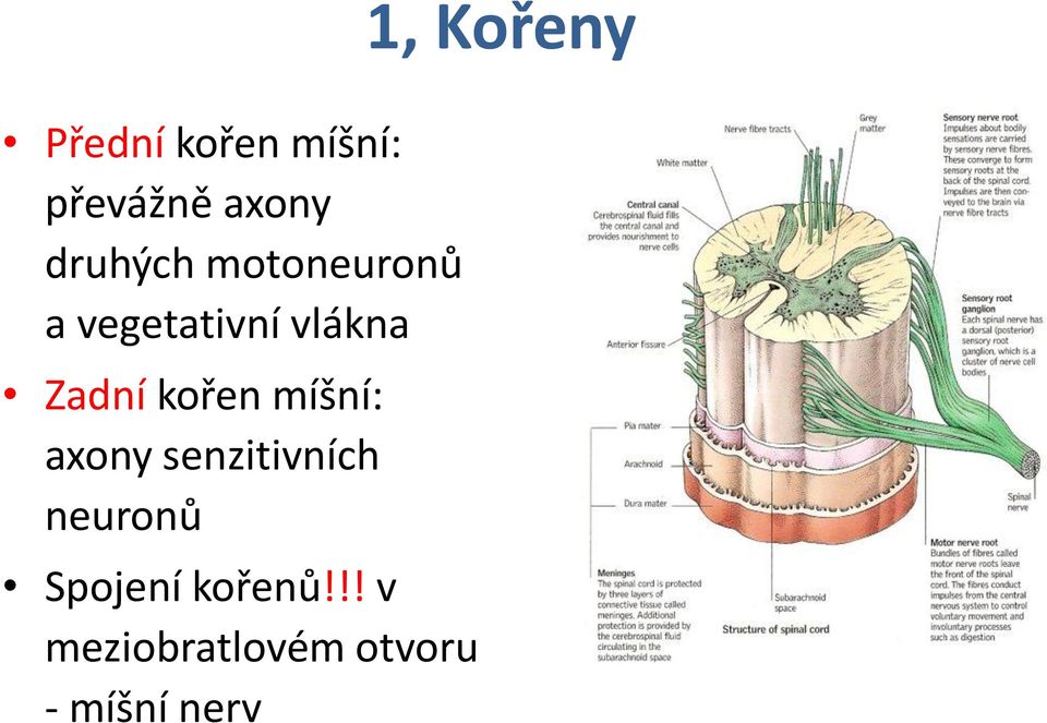 kořen míšní: axony senzitivních neuronů