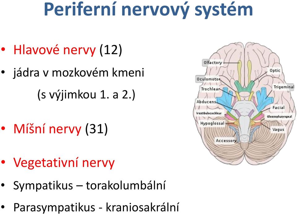 ) Míšní nervy (31) Vegetativní nervy