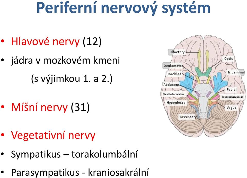) Míšní nervy (31) Vegetativní nervy
