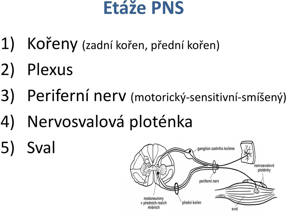 Periferní nerv
