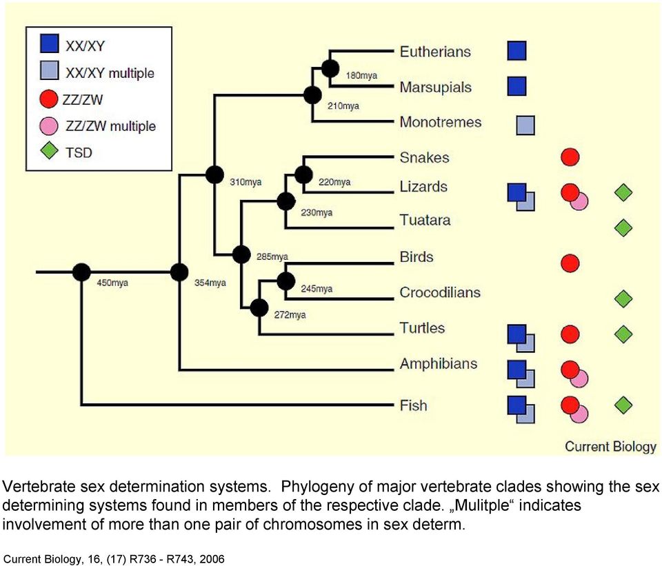 systems found in members of the respective clade.