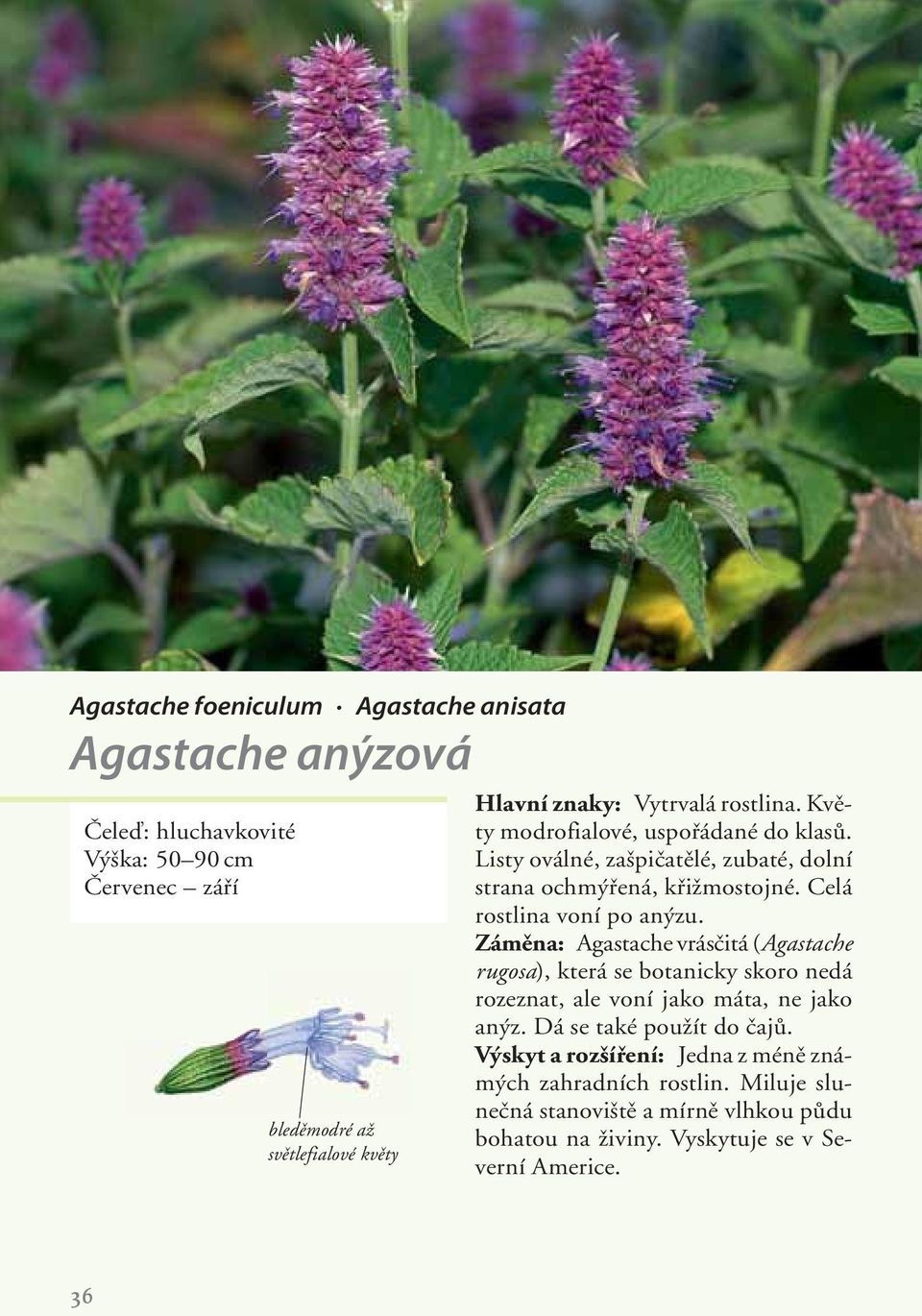 Celá rostlina voní po anýzu. Záměna: Agastache vrásčitá (Agastache rugosa), která se botanicky skoro nedá rozeznat, ale voní jako máta, ne jako anýz.