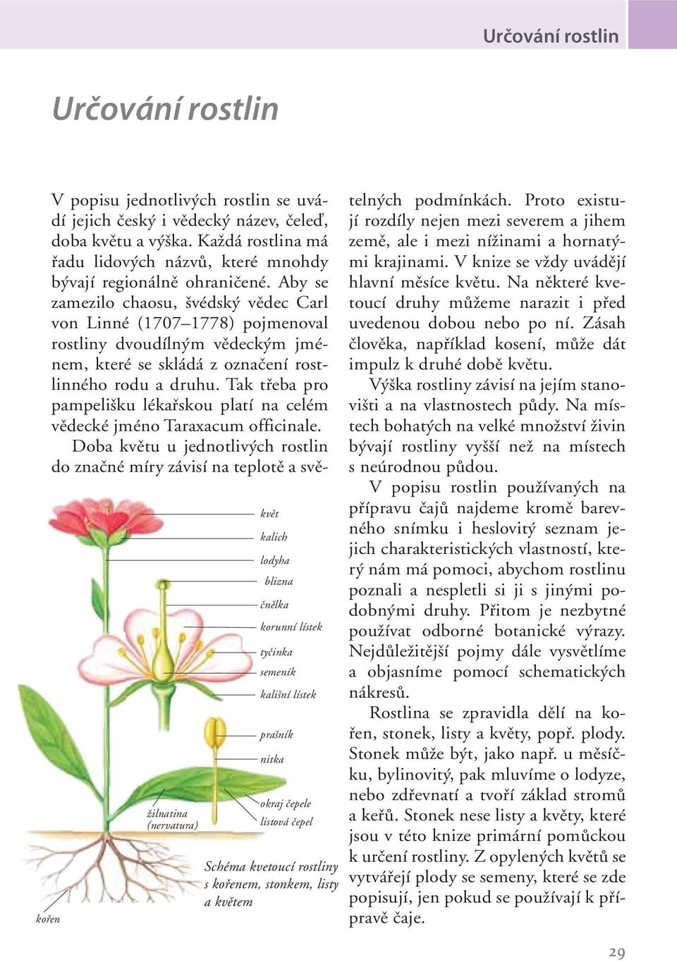 Aby se zamezilo chaosu, švédský vědec Carl von Linné (1707 1778) pojmenoval rostliny dvoudílným vědeckým jménem, které se skládá z označení rostlinného rodu a druhu.