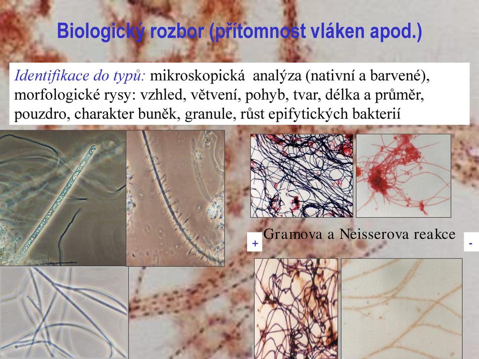 morfologické rysy: vzhled, větvení, pohyb, tvar, délka a průměr,