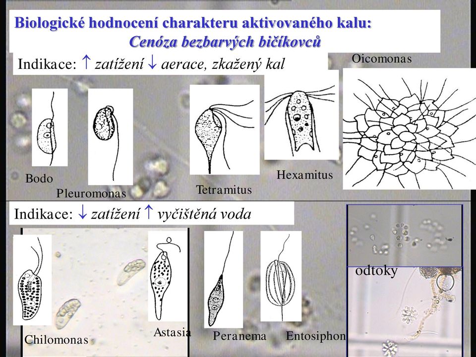 Oicomonas Bodo Pleuromonas Tetramitus Indikace: zatížení