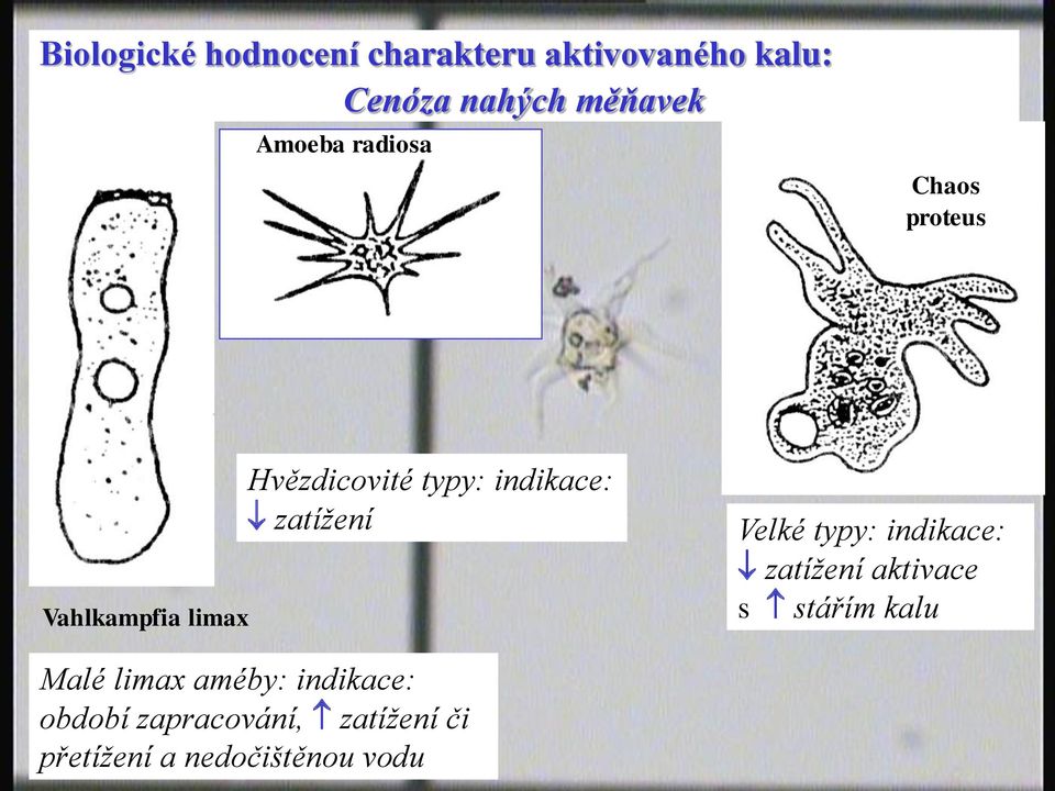 zatížení Velké typy: indikace: zatížení aktivace s stářím kalu Malé limax