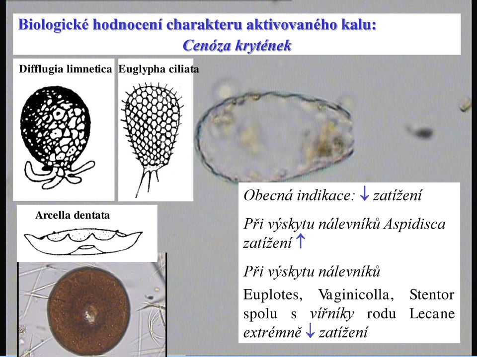 zatížení Při výskytu nálevníků Aspidisca zatížení Při výskytu nálevníků