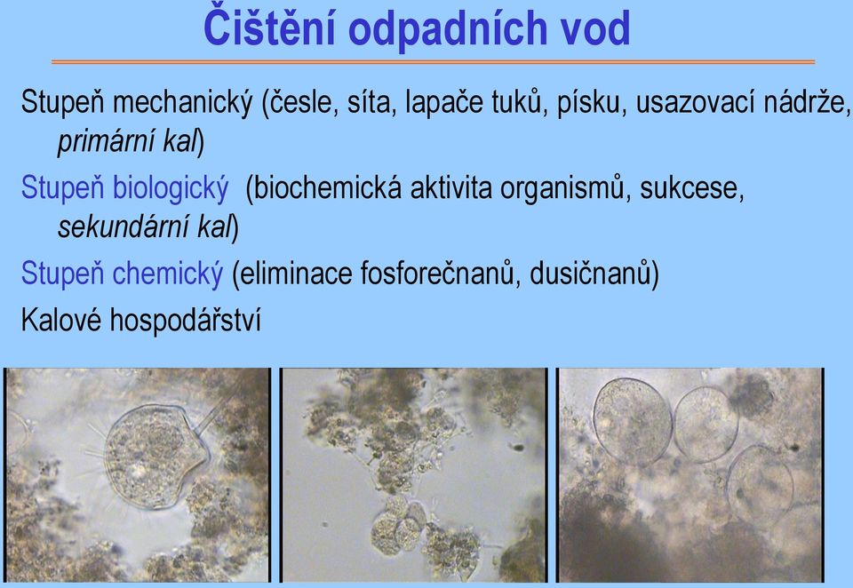 (biochemická aktivita organismů, sukcese, sekundární kal)