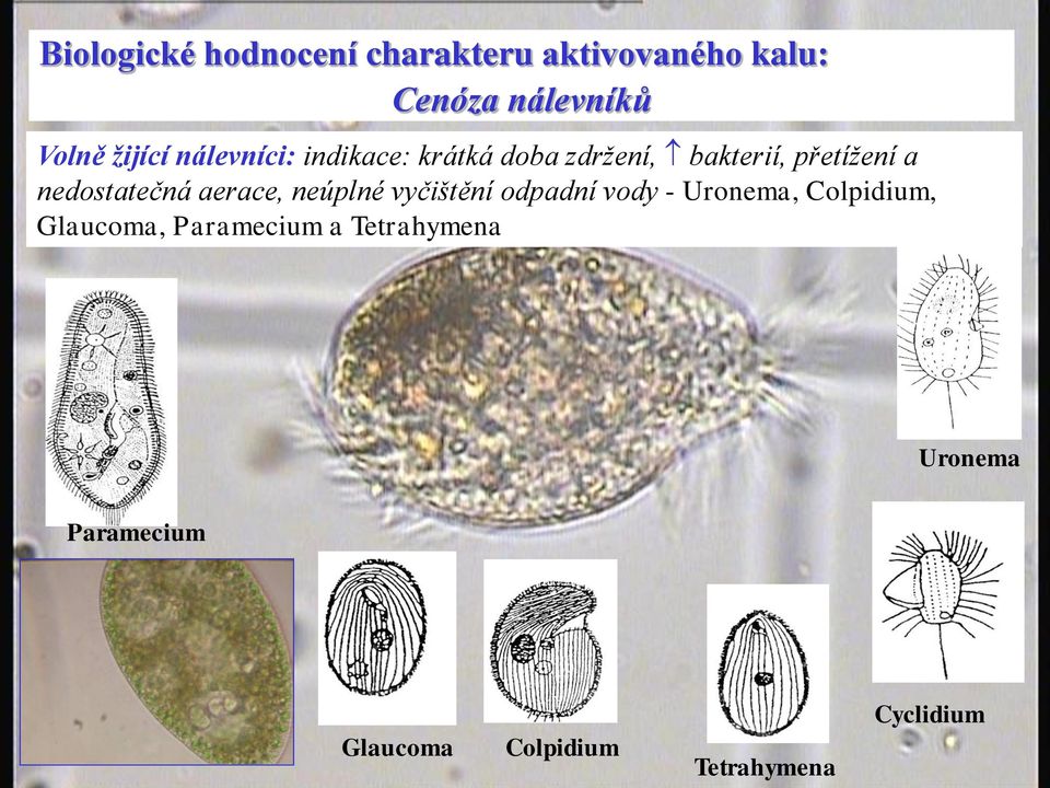 nedostatečná aerace, neúplné vyčištění odpadní vody - Uronema, Colpidium,