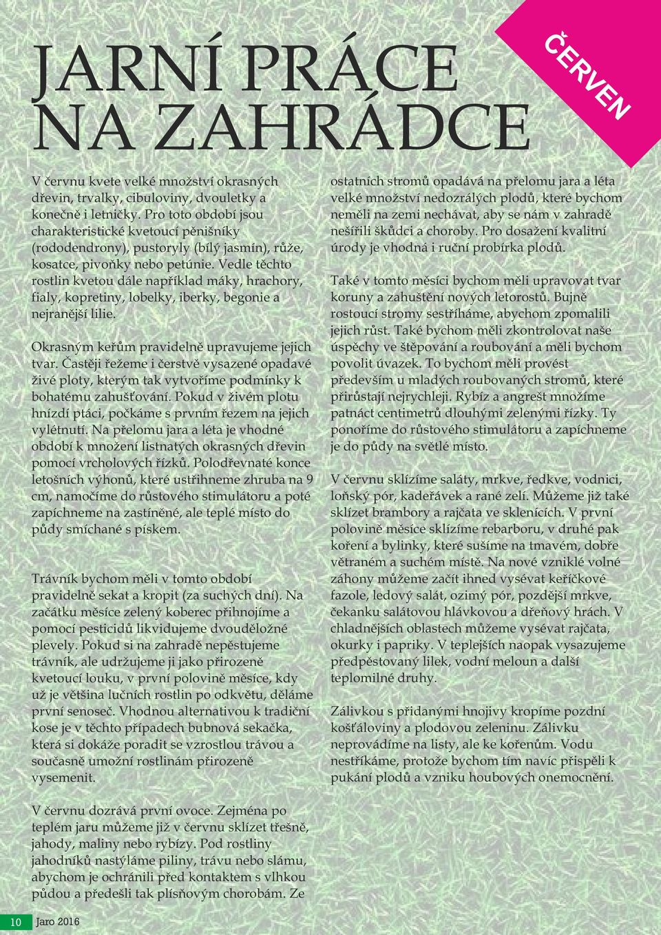 Vedle těchto rostlin kvetou dále například máky, hrachory, fialy, kopretiny, lobelky, iberky, begonie a nejranější lilie. Okrasným keřům pravidelně upravujeme jejich tvar.