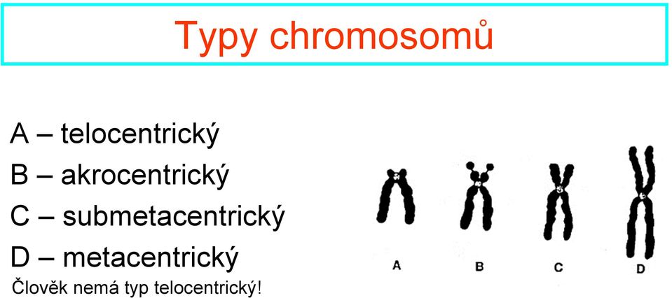 akrocentrický C