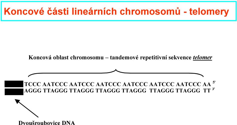 TCCC AATCCC AATCCC AATCCC AATCCC AATCCC AATCCC AA 5' AGGG