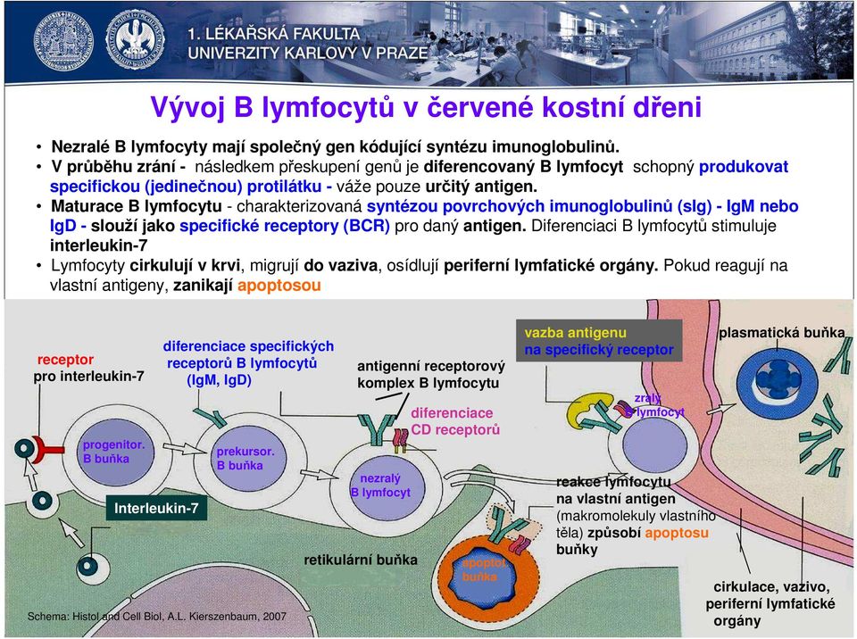 Maturace B lymfocytu - charakterizovaná syntézou povrchových imunoglobulinů (sig) - IgM nebo IgD - slouží jako specifické receptory (BCR) pro daný antigen.