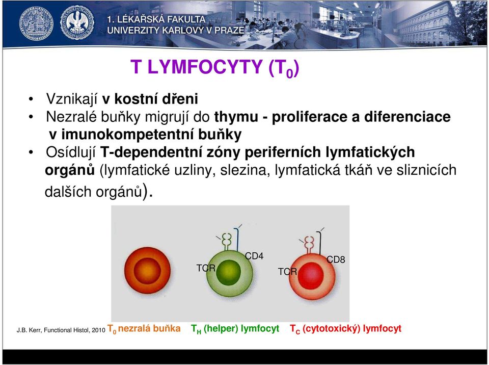orgánů (lymfatické uzliny, slezina, lymfatická tkáň ve sliznicích dalších orgánů).