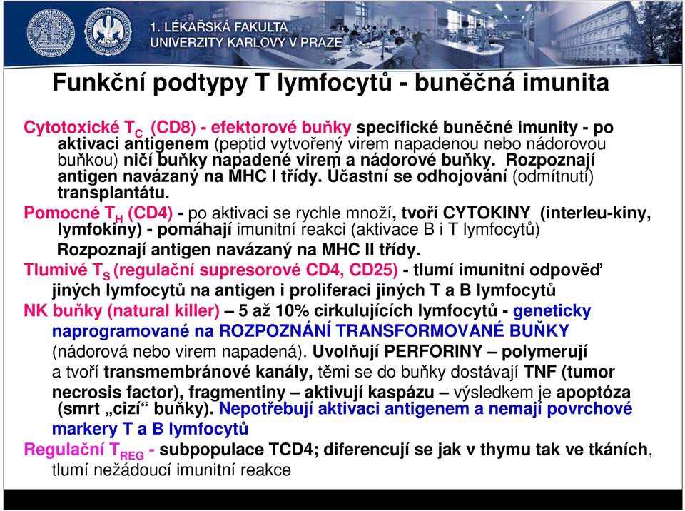 Pomocné T H (CD4) - po aktivaci se rychle množí, tvoří CYTOKINY (interleu-kiny, lymfokiny) - pomáhají imunitní reakci (aktivace B i T lymfocytů) Rozpoznají antigen navázaný na MHC II třídy.