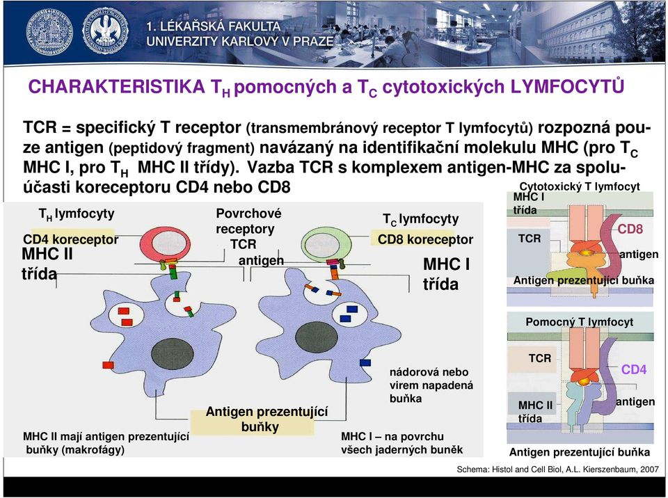 Vazba TCR s komplexem antigen-mhc za spoluúčasti koreceptoru CD4 nebo CD8 T H lymfocyty CD4 koreceptor MHC II třída Povrchové receptory TCR antigen T C lymfocyty CD8 koreceptor MHC I třída