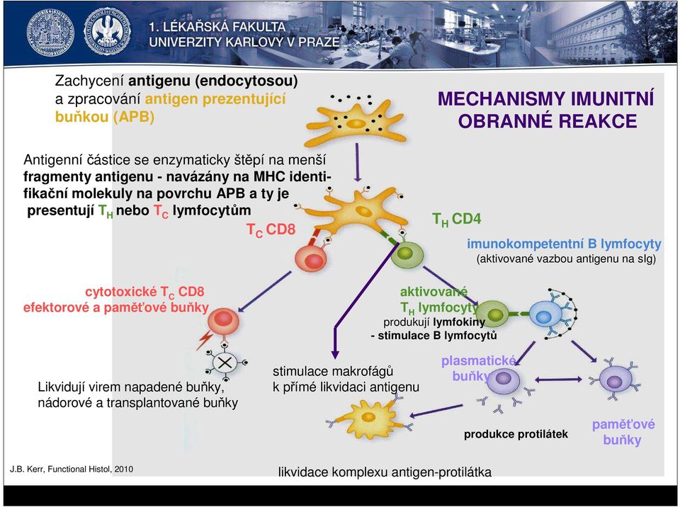 stimulace B lymfocytů MECHANISMY IMUNITNÍ OBRANNÉ REAKCE imunokompetentní B lymfocyty (aktivované vazbou antigenu na sig) Likvidují virem napadené buňky, nádorové a