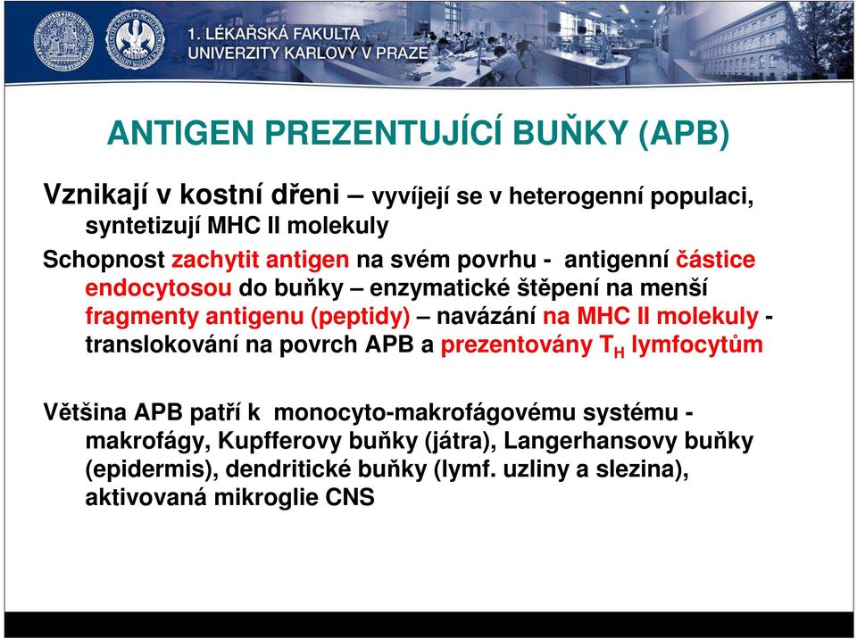 navázání na MHC II molekuly - translokování na povrch APB a prezentovány T H lymfocytům Většina APB patří k monocyto-makrofágovému
