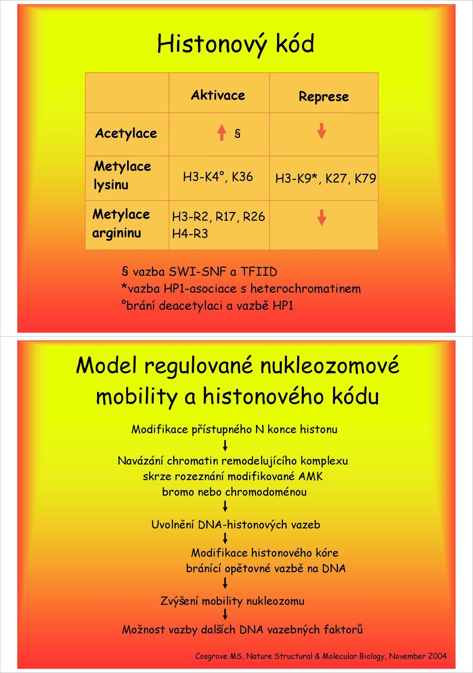 Navázání chromatin remodelujícího komplexu skrze rozeznání modifikované AMK bromo nebo chromodoménou Uvolnění DNA-histonových vazeb Modifikace histonového kóre