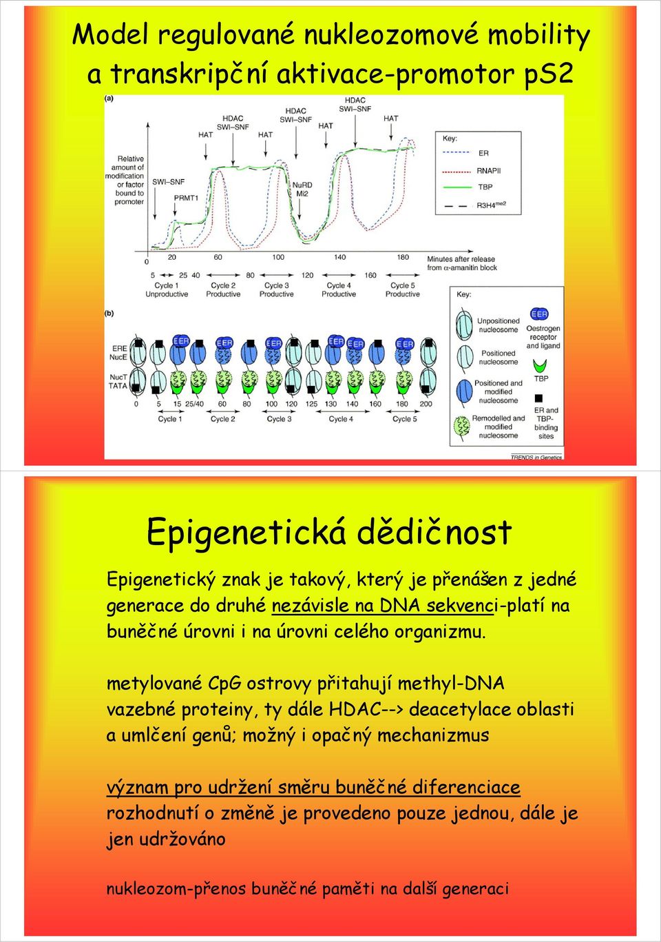 metylované CpG ostrovy přitahují methyl-dna vazebné proteiny, ty dále HDAC--> deacetylace oblasti a umlčení genů; možný i opačný