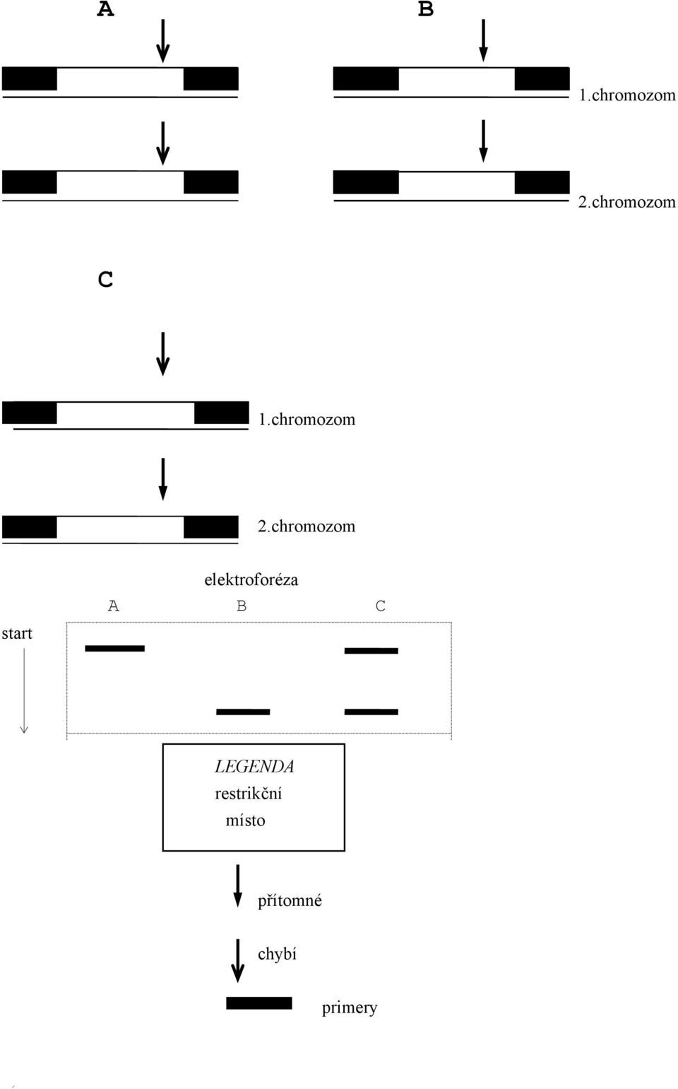 chromozom start elektroforéza A
