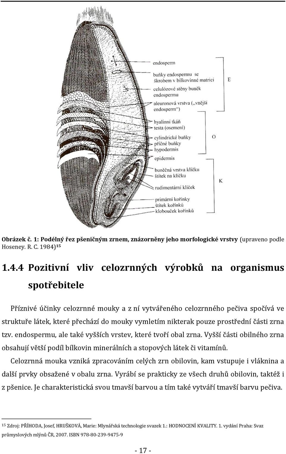 4 Pozitivní vliv celozrnných výrobků na organismus spotřebitele Příznivé účinky celozrnné mouky a z ní vytvářeného celozrnného pečiva spočívá ve struktuře látek, které přechází do mouky vymletím