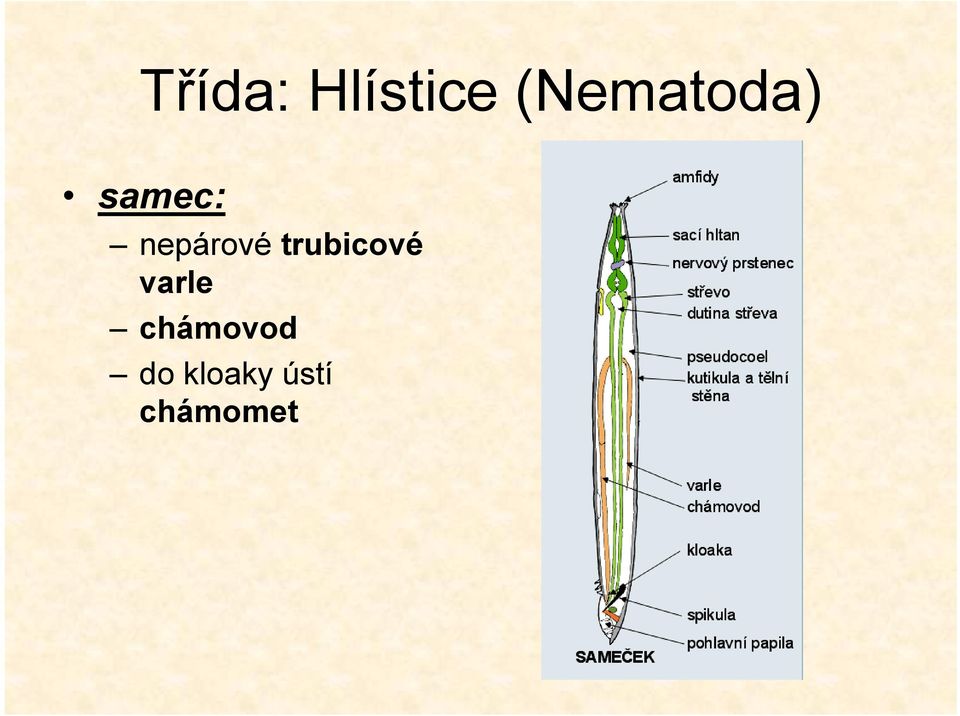 nepárové trubicové