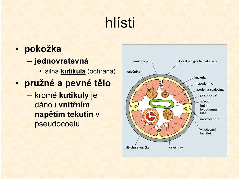 tělo kromě kutikuly je dáno i