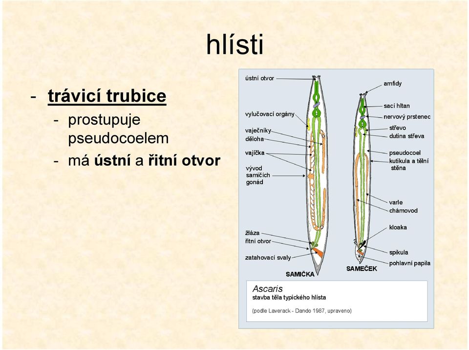 prostupuje