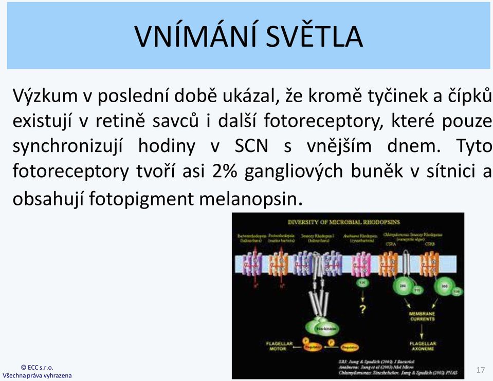 synchronizují hodiny v SCN s vnějším dnem.