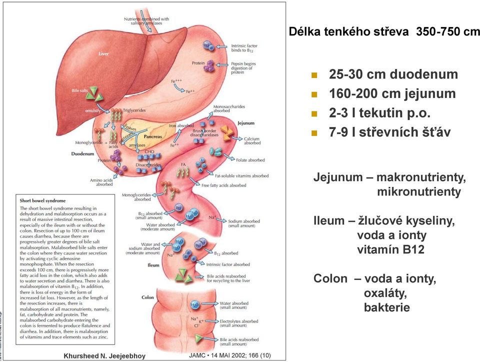 7-9 l střevních šťáv Jejunum makronutrienty, mikronutrienty Ileum