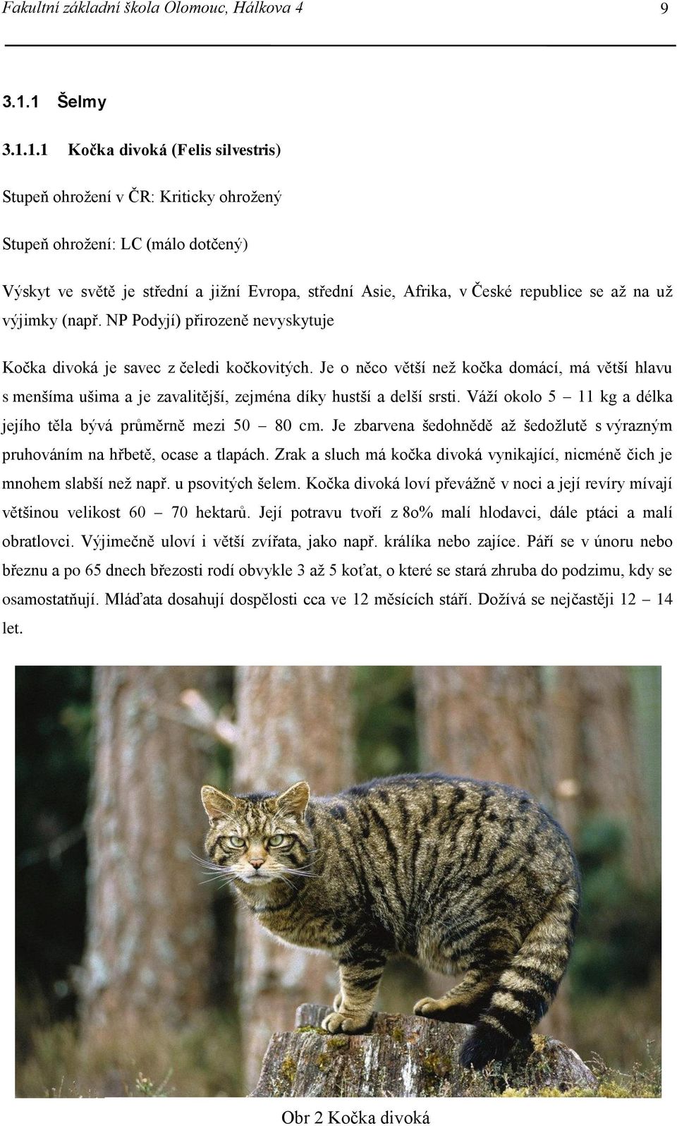republice se až na už výjimky (např. NP Podyjí) přirozeně nevyskytuje Kočka divoká je savec z čeledi kočkovitých.