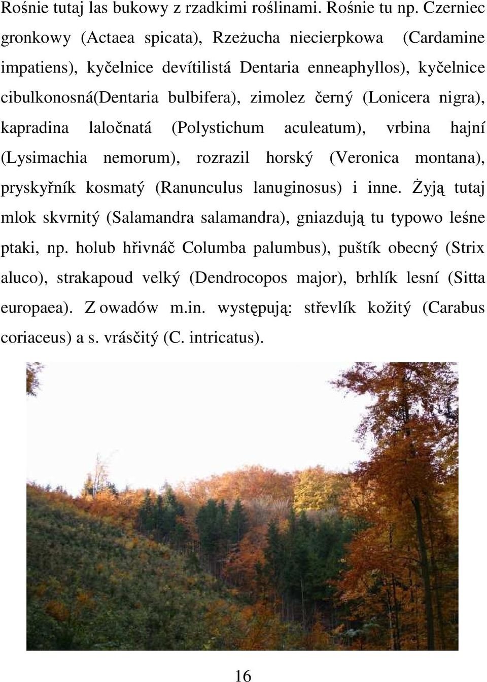 (Lonicera nigra), kapradina laločnatá (Polystichum aculeatum), vrbina hajní (Lysimachia nemorum), rozrazil horský (Veronica montana), pryskyřník kosmatý (Ranunculus lanuginosus) i inne.