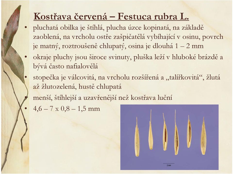 osinu, povrch je matný, roztroušeně chlupatý, osina je dlouhá 1 2 mm okraje pluchy jsou široce svinuty, pluška leží