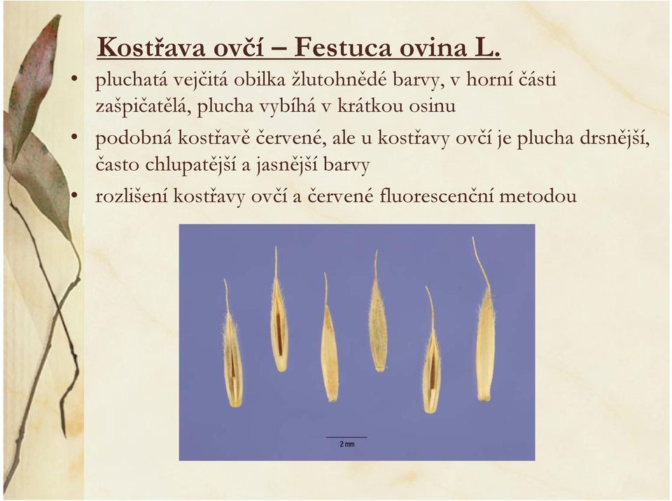 plucha vybíhá v krátkou osinu podobná kostřavěčervené, ale u kostřavy
