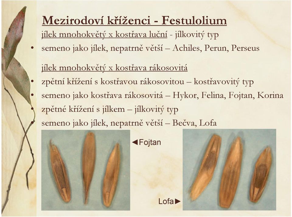křížení s kostřavou rákosovitou kostřavovitý typ semeno jako kostřava rákosovitá Hykor, Felina,