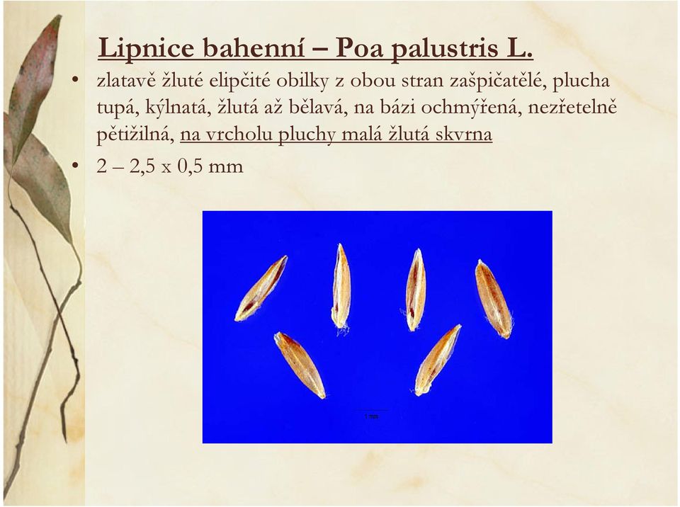 zašpičatělé, plucha tupá, kýlnatá, žlutá až bělavá, na