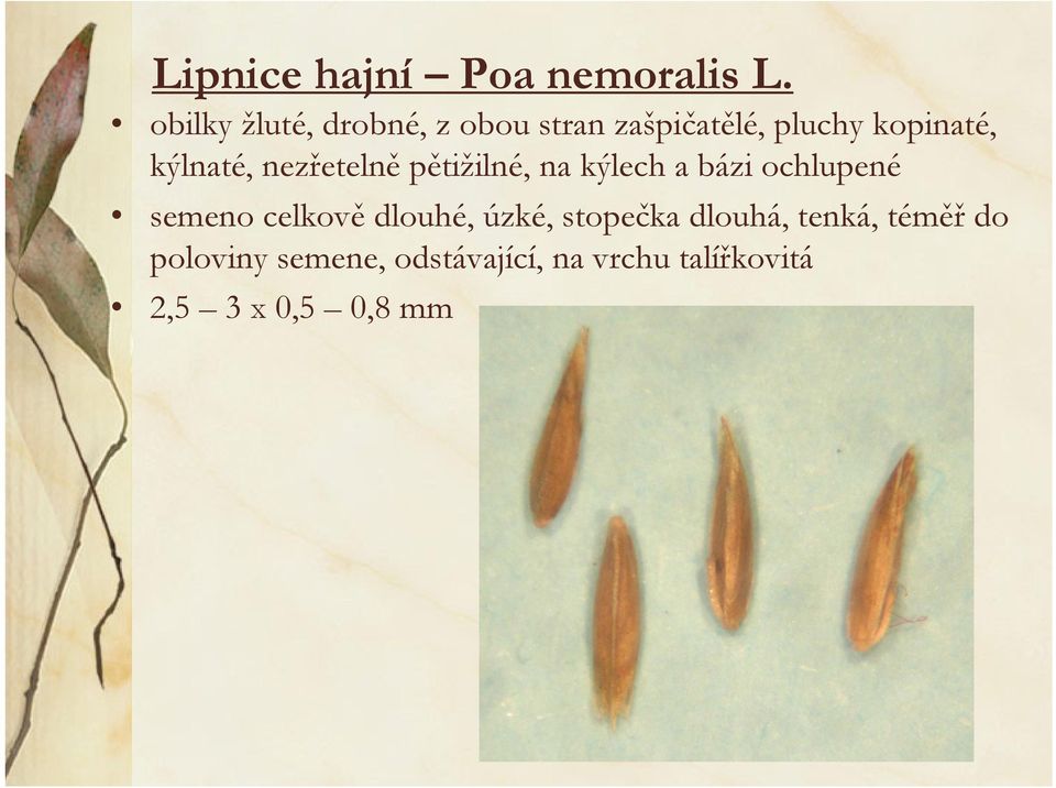 kýlnaté, nezřetelně pětižilné, na kýlech a bázi ochlupené semeno