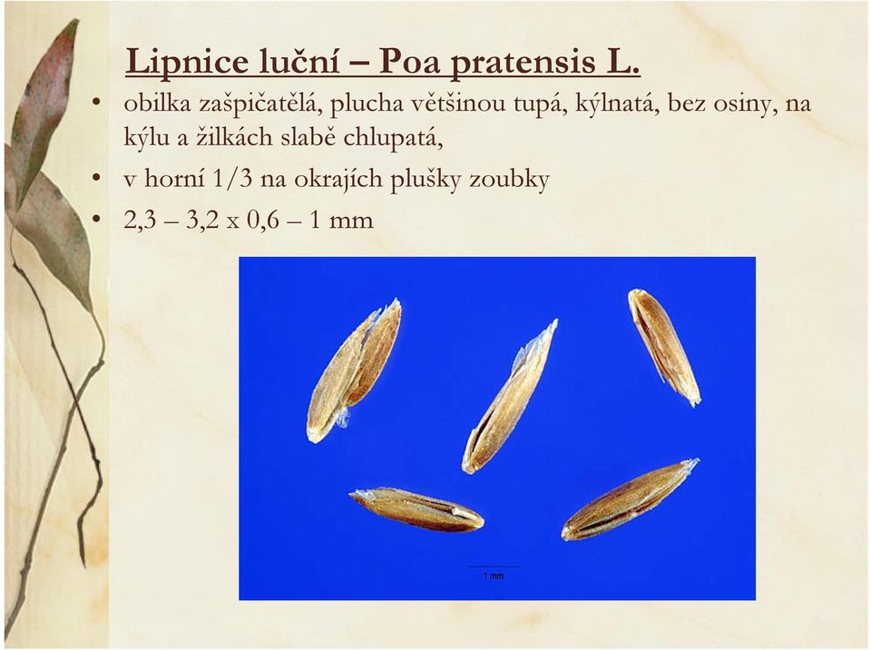 kýlnatá, bez osiny, na kýlu a žilkách slabě