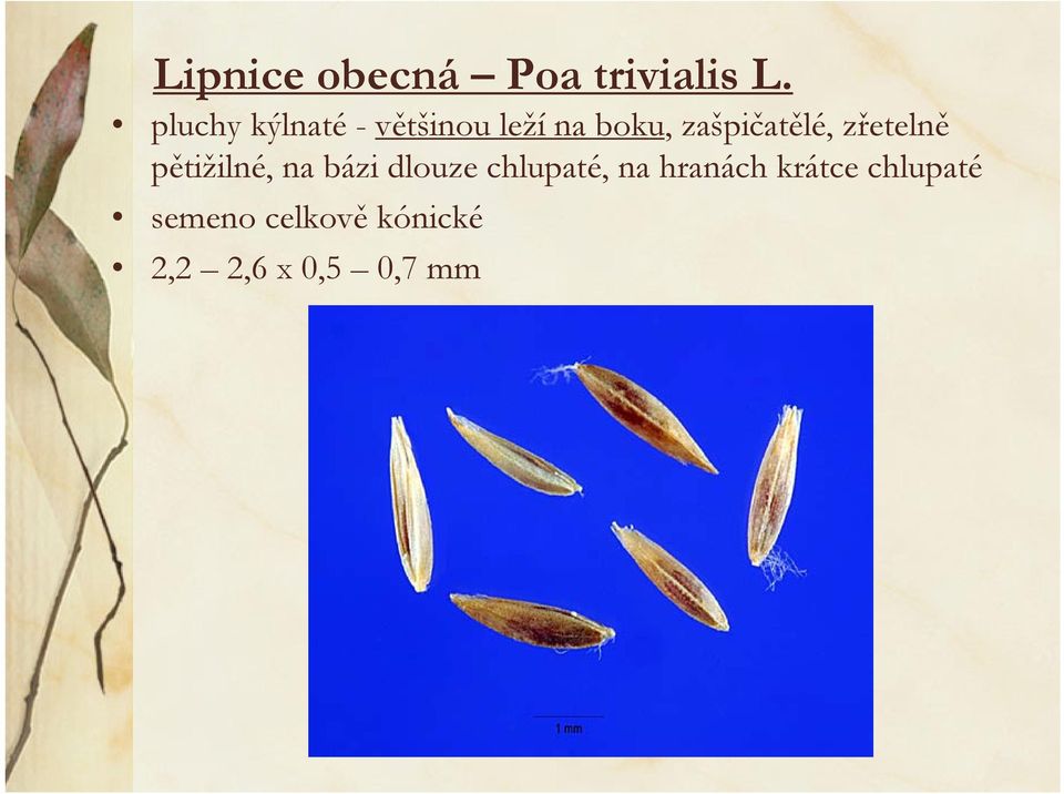 zašpičatělé, zřetelně pětižilné, na bázi dlouze