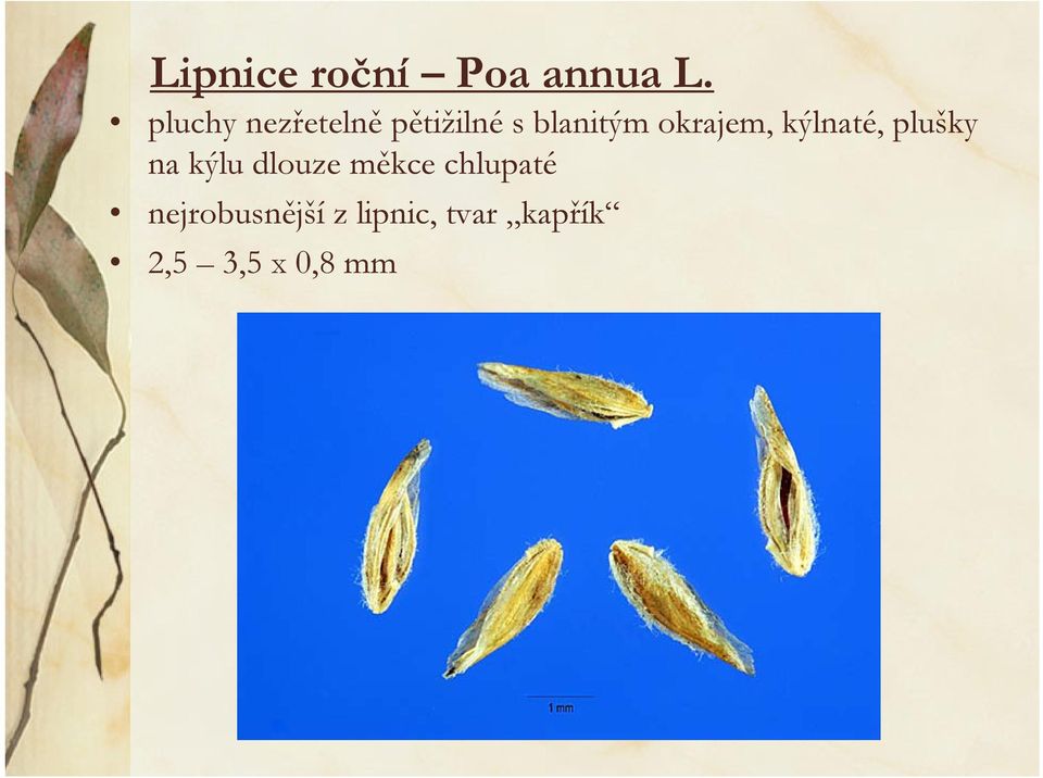 okrajem, kýlnaté, plušky na kýlu dlouze