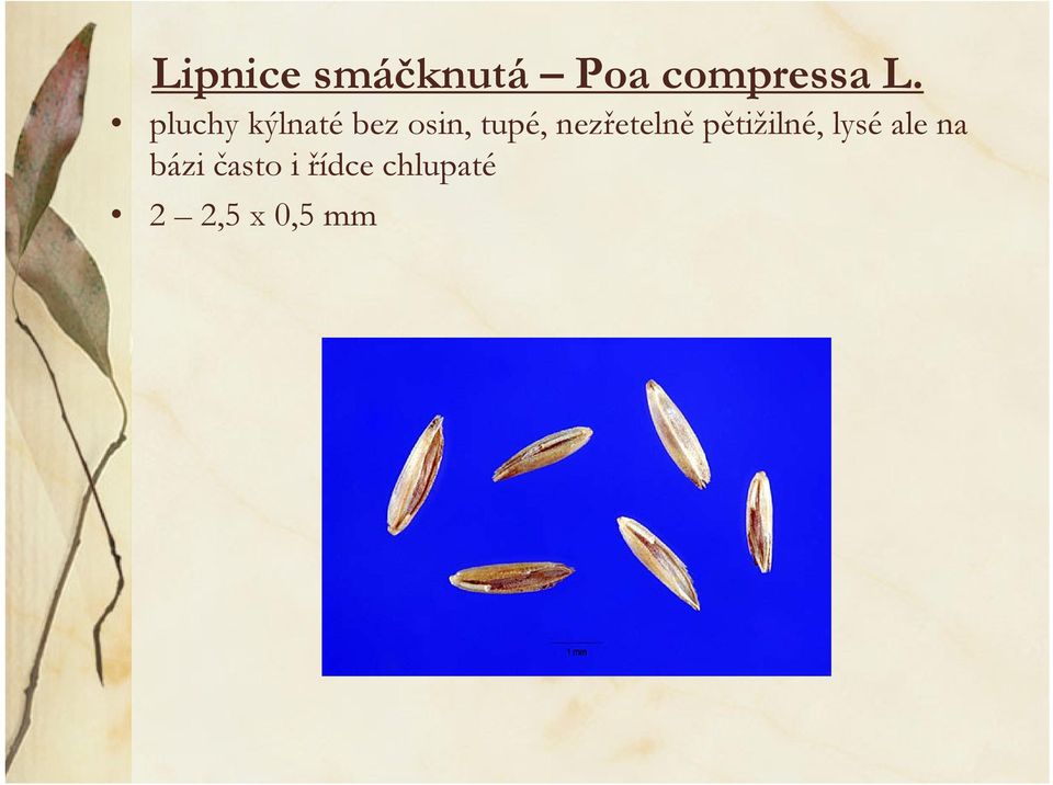 nezřetelně pětižilné, lysé ale na