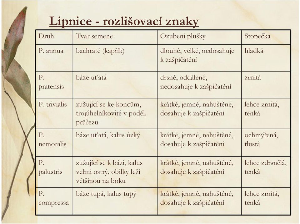 nemoralis báze uťatá, kalus úzký krátké, jemné, nahuštěné, dosahuje k zašpičatění krátké, jemné, nahuštěné, dosahuje k zašpičatění lehce zrnitá, tenká ochmýřená, tlustá P.